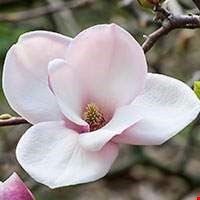 Hoa mộc lan trắng