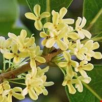 Hoa mộc tê Nhật