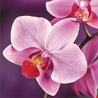 Hoa phong lan vani đỏ