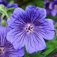 Hoa phong lữ Algeria