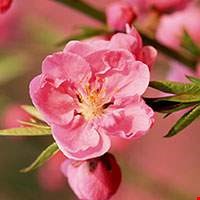 Hoa quả đào trắng