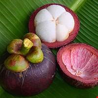 Hoa quả măng cụt