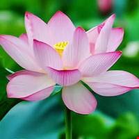 Hoa sen hồng Nhật Bản