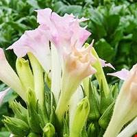 Hoa thuốc lá trắng