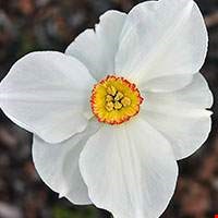 Hoa thủy tiên vàng 