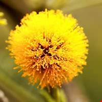 Hoa trinh nữ trắng