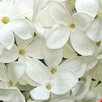 Hoa tử đinh hương trắng