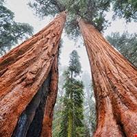 Hương gỗ Sequoia