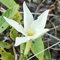 Hương hoa Karo Karounde