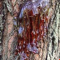 Hương nhựa cây gỗ