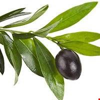 Lá Ô liu (Oive)