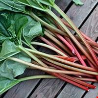 Lá cây đại hoàng