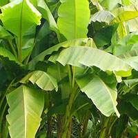 Là chuối