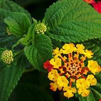 Lá của hoa ngũ sắc