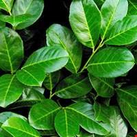 Nguyệt quế Đông Ấn