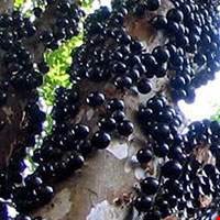 Nho Đất (Nho Thân Gỗ)