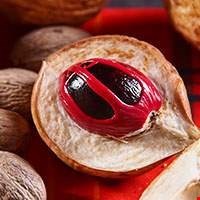 Nhục đậu khấu