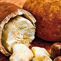 Quả Cupuacu, Cupuassu, Copoasu