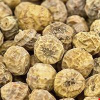 Quả Cyperus scariosus