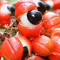 Quả Guarana