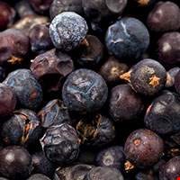 Quả cây bách xù