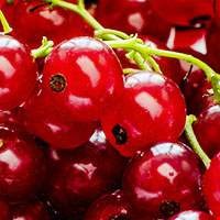 Quả lý chua đỏ