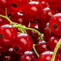 Quả lý chua đỏ Trung Quốc