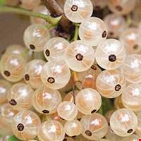 Quả lý chua trắng