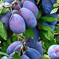 Quả mận Nhật Bản