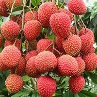 Quả vải hồng