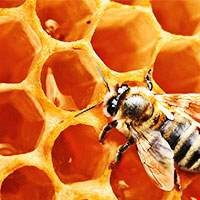 Sáp tổ ong