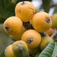 Sơn trà Nhật Bản