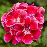 Thiên trúc quỳ Ai Cập