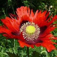 Thuốc Phiện Tunisia