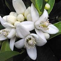 Tinh chất hoa cam Neroli