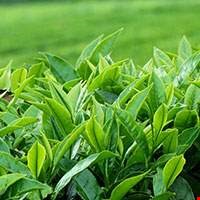 Trà xanh Nhật Bản