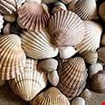 Vỏ sò biển