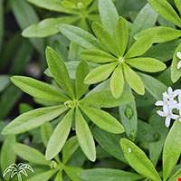 Woodruff/Galium odoratum
