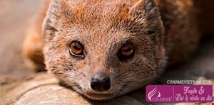 Xạ hương, hổ phách và hương hoang dã